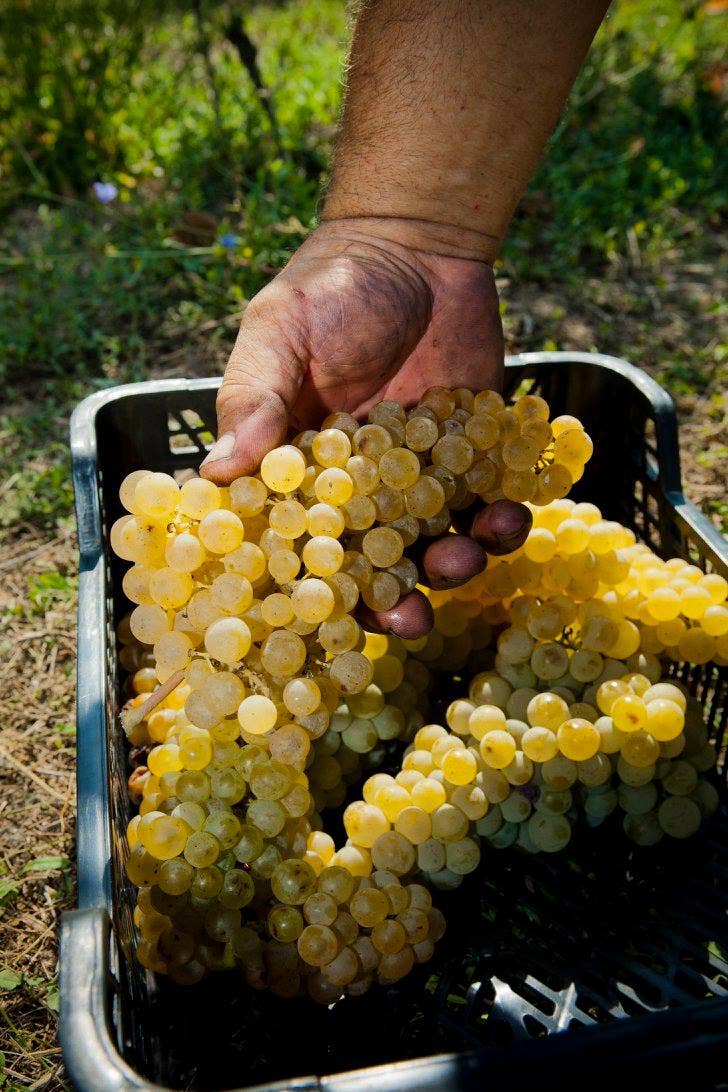 Acetaia Malpighi - Wholesale Vinegar - Balsamic Vinegar of Modena PGI - Organic2