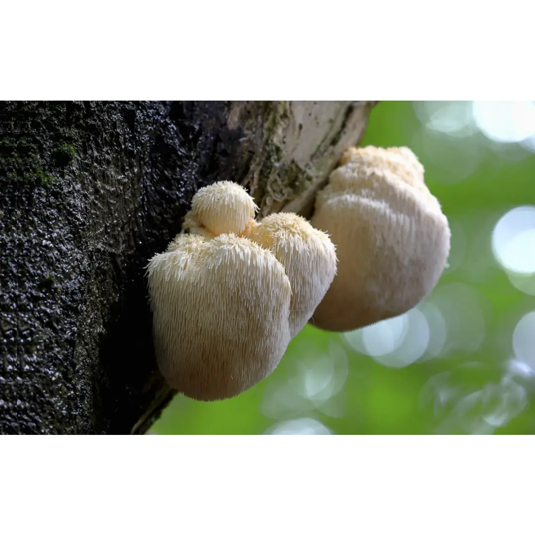 Echo Sales Canada - Wholesale Oral Supplement/Vitamin - MushMoji Lion's Mane Mushroom Gummies5