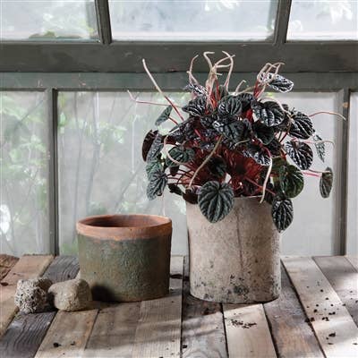 HomArt - Wholesale Plant Pot - Rustic Terra Cotta Cylinder - Lrg - Antique Red