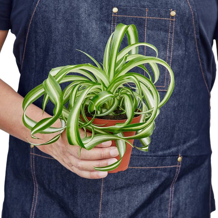 House Plant Wholesale WEST - Wholesale Live Plant - Spider Plant 'Bonnie'
