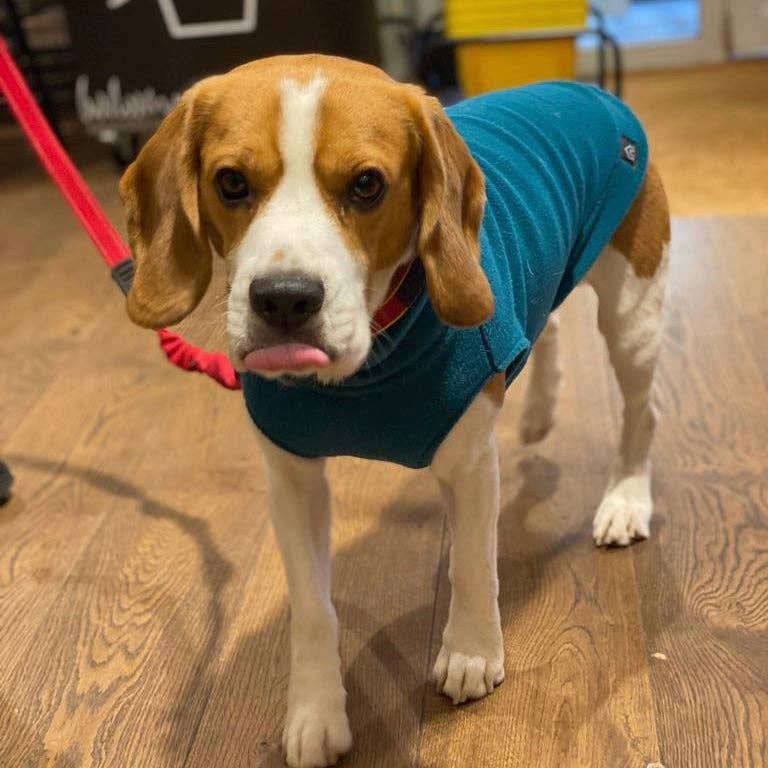 Doghouse – Großhandel Haustier-Pullover – Hund – Fleece-Pullover für mittelgroße Hunde4