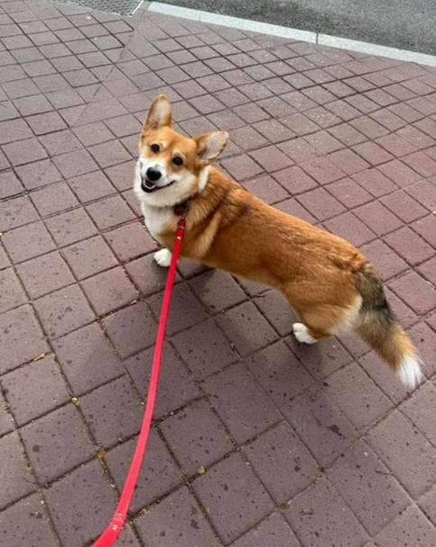 Splash By Happy - Wholesale Pet Leash - Dog - Biothane® multi-position leash11