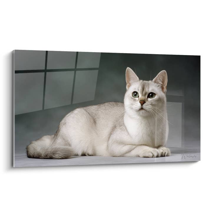 Tableau Chat Burmilla Élégant - Grâce Féline - Edition chat Burmilla pour la vente par Walensky