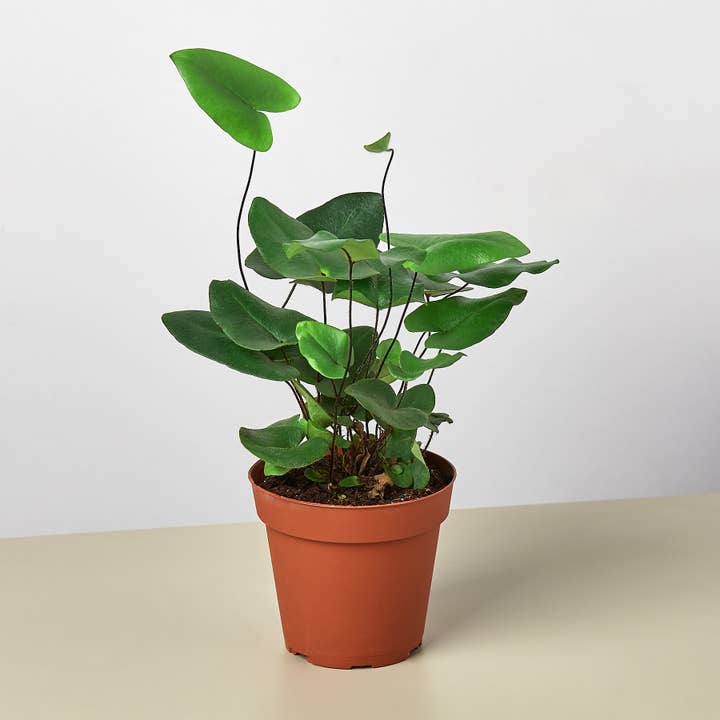 House Plant Wholesale - Wholesale Live Plant - FERN HEART 4-inch