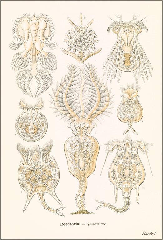 Found Image Press - Vente Aimants - Magnet SE-93 Rotatoria0