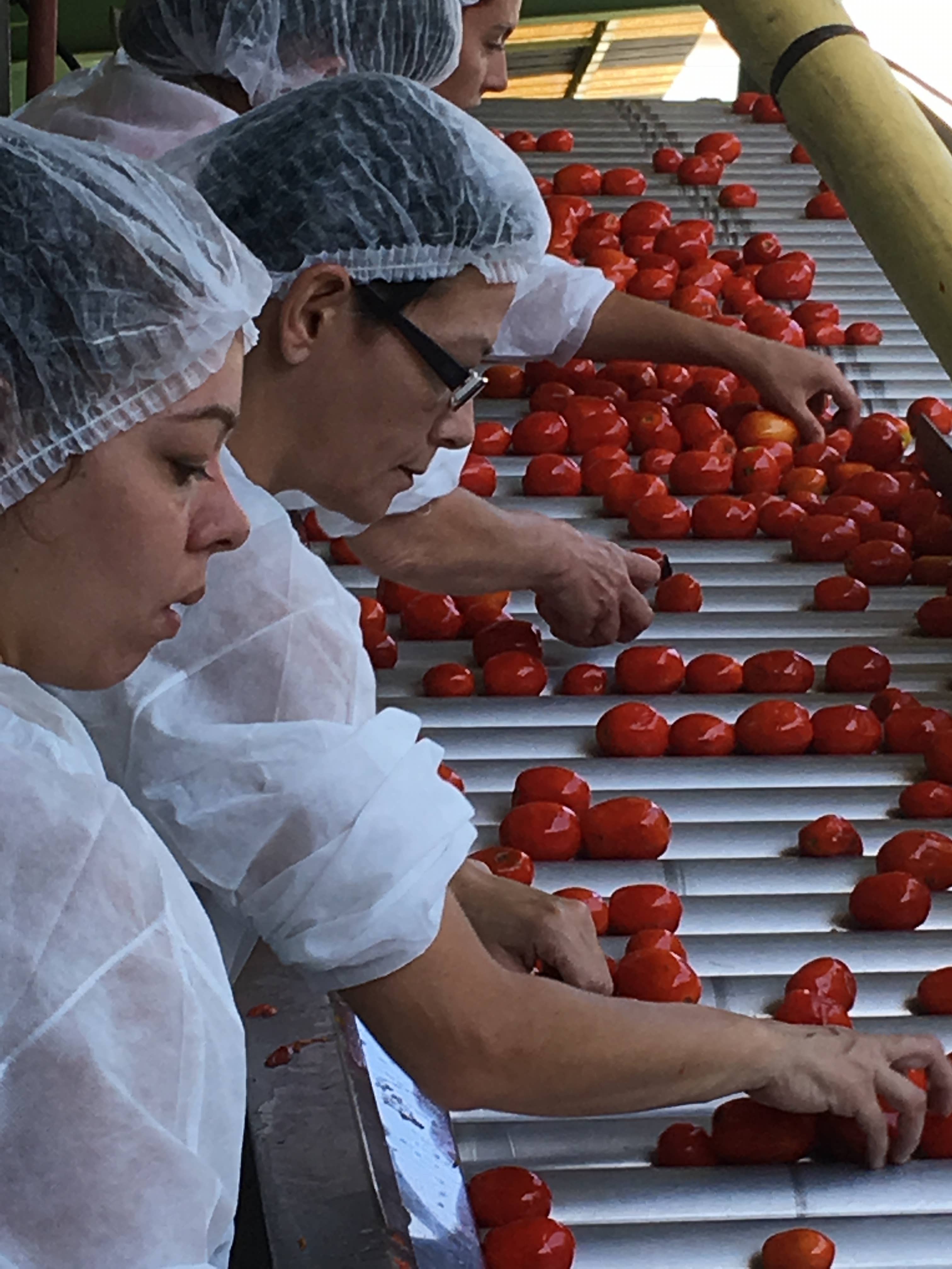 CONSERVES GUINTRAND - Wholesale Sauce - Frita "Méditerranéenne" 4/44