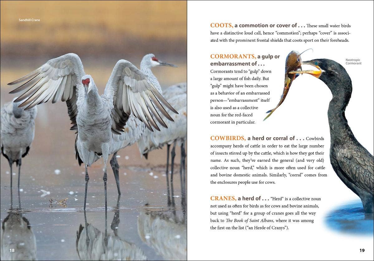 AdventureKEEN - Wholesale Reference - Asylum of Loons1