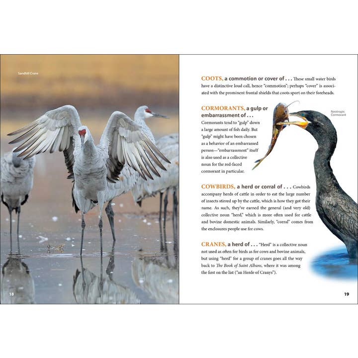 AdventureKEEN - Wholesale Reference - Asylum of Loons1