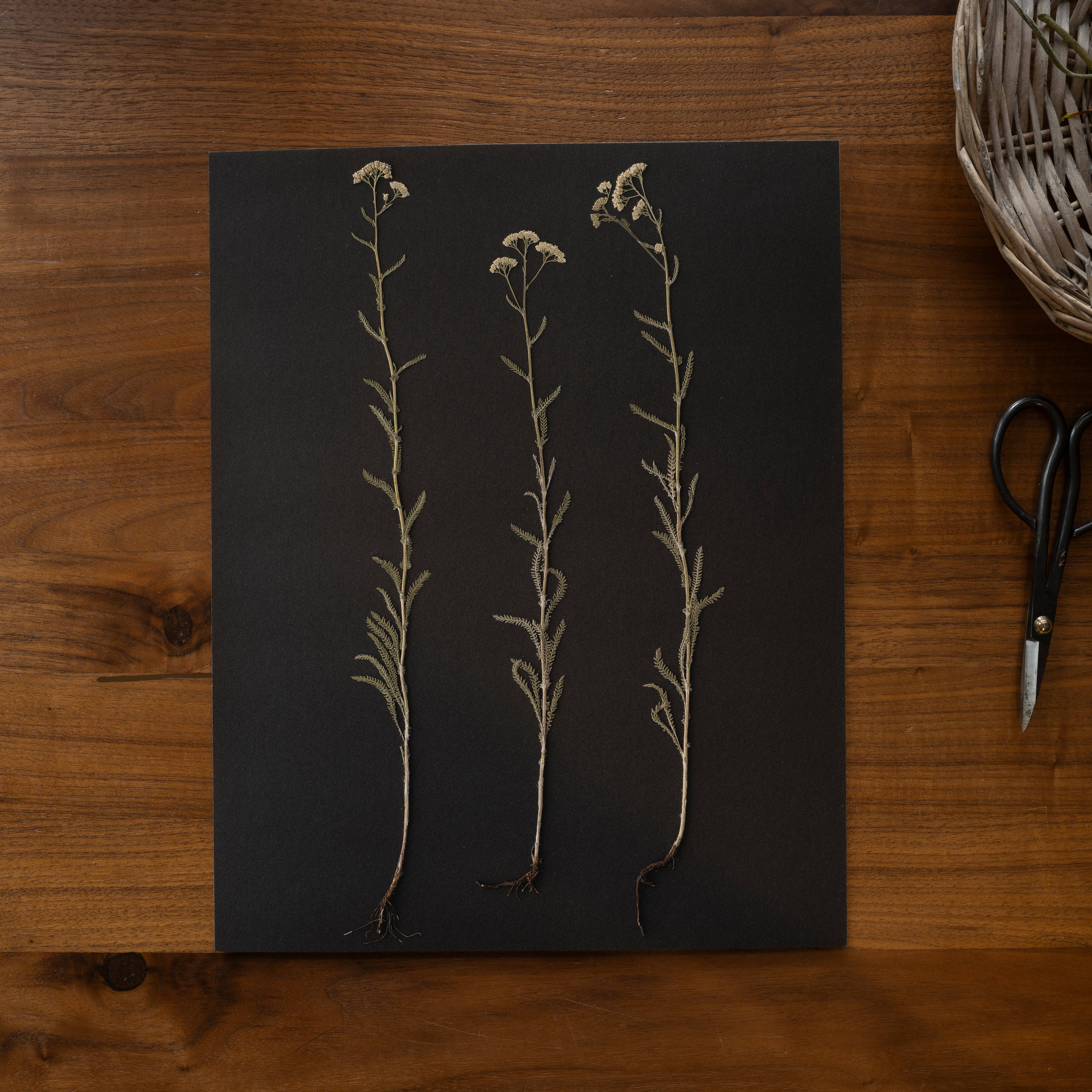 Hope Steinle Pressed Flower Art - Wholesale Art Print - Root Series No. 12