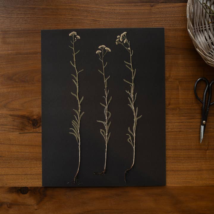 Hope Steinle Pressed Flower Art - Wholesale Art Print - Root Series No. 12