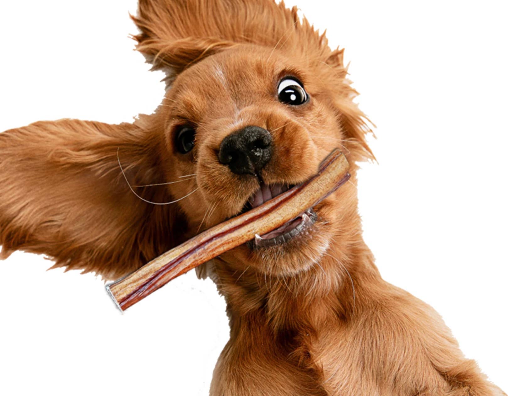 Chew Organics - Wholesale Pet Treats - Dog - 6'' Bully Stick Standard3