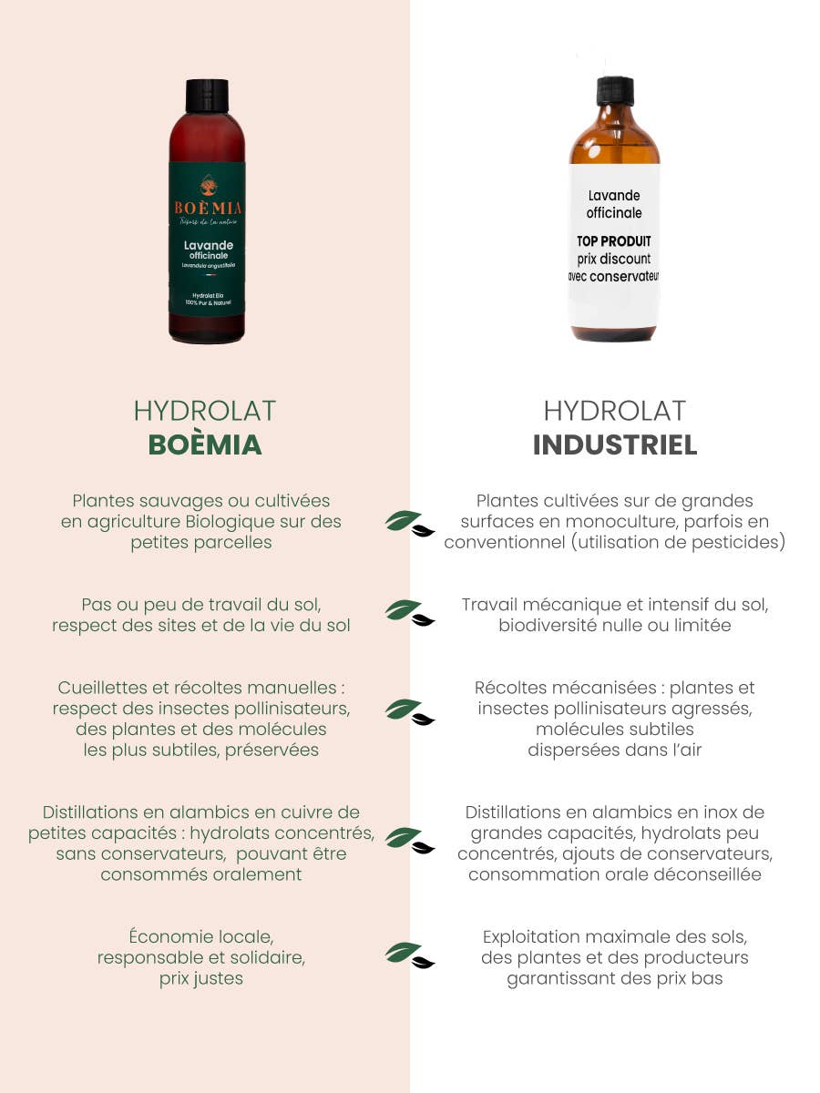 Boèmia - Trésors de nature - Wholesale Face & Body Mist/Water - Organic fir pectinated hydrosol1