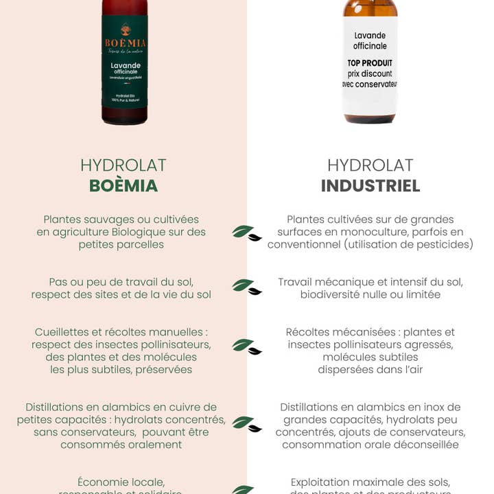 Boèmia - Trésors de nature - Wholesale Face & Body Mist/Water - Organic fir pectinated hydrosol1