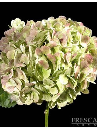Hydrangea Antique Green Jumbo 12 Stems for wholesale by Florasource