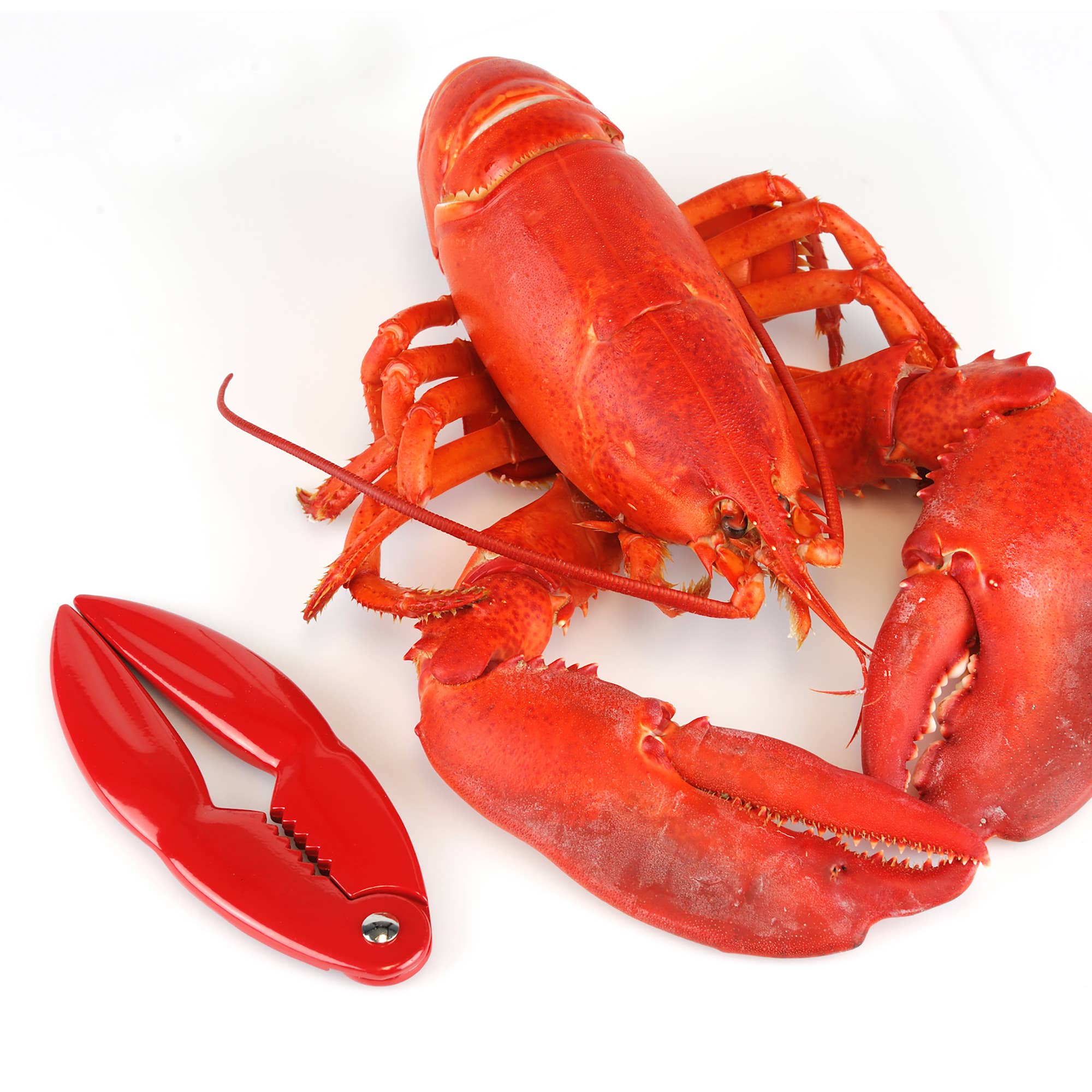 Fox Run Brands - Vendita all'ingrosso Utensile/attrezzo da cucina - Pinza per crostacei a forma di chela di aragosta rossa Nantucket Seafood, 13,9 x 5,7 cm7