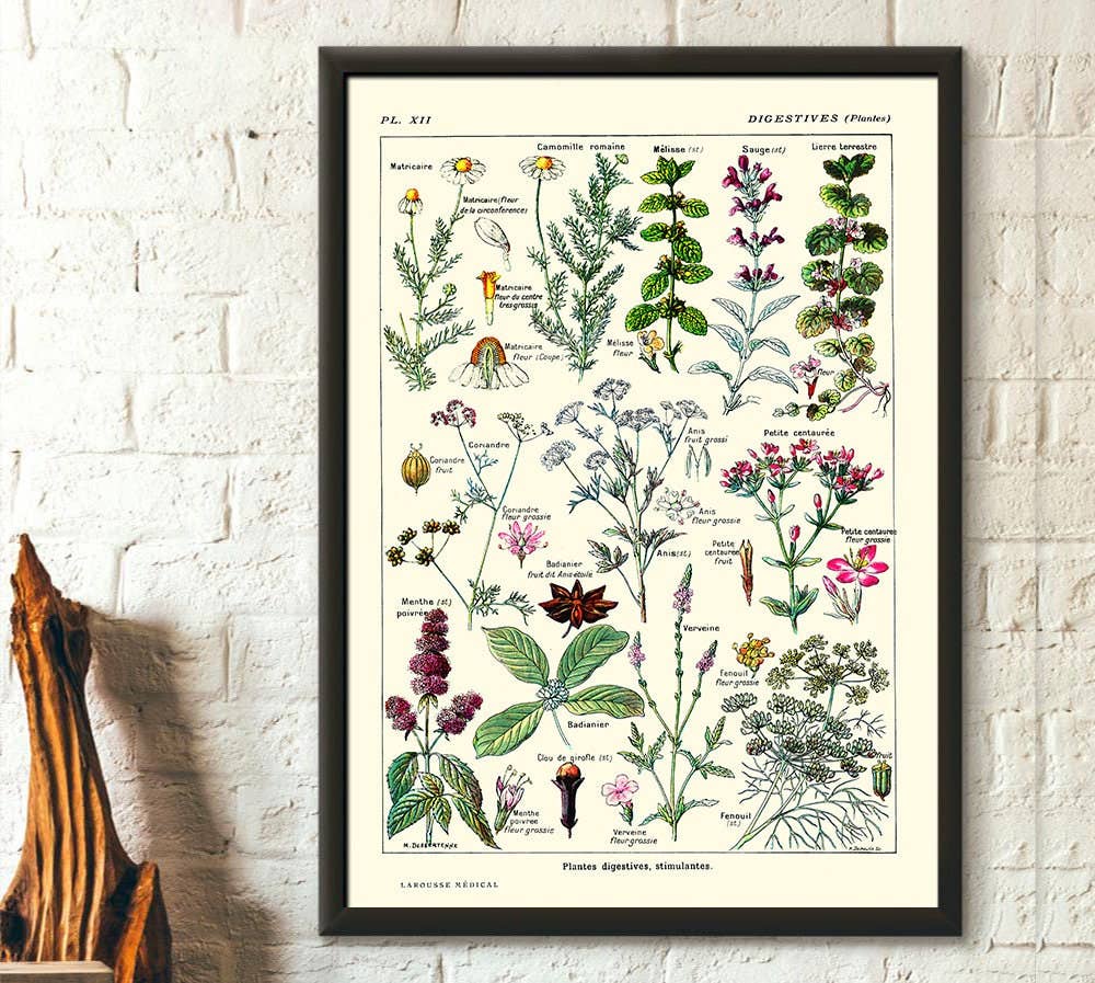 Vintage Wall Graphics - Wholesale Poster - Botanical Digestive Plants Wall Art - Vintage Science Print0