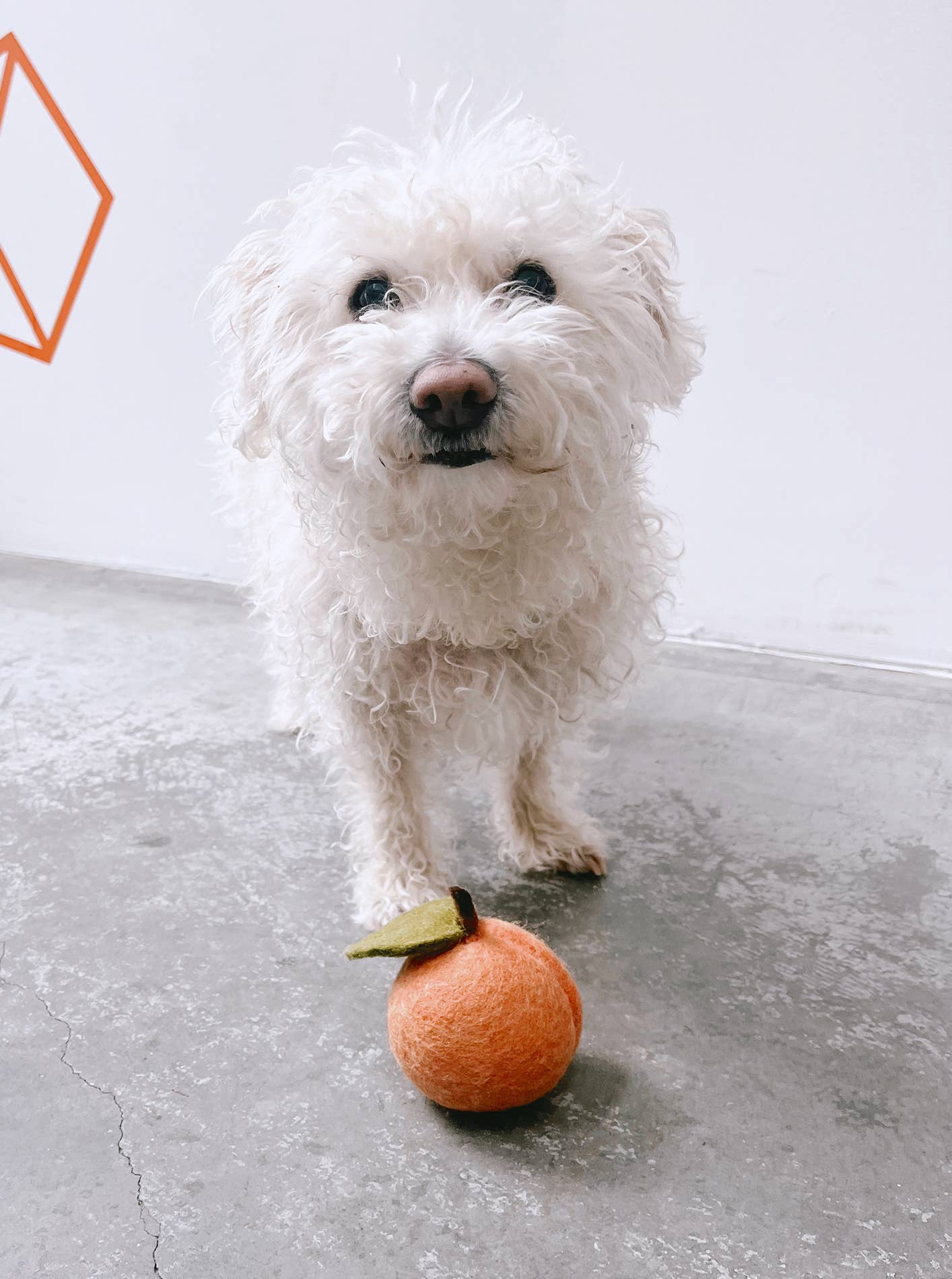 MODERNBEAST - Vendita all'ingrosso Peluche - Cani - DOGGY PEACH - Gioco pesca in feltro di lana per cani1