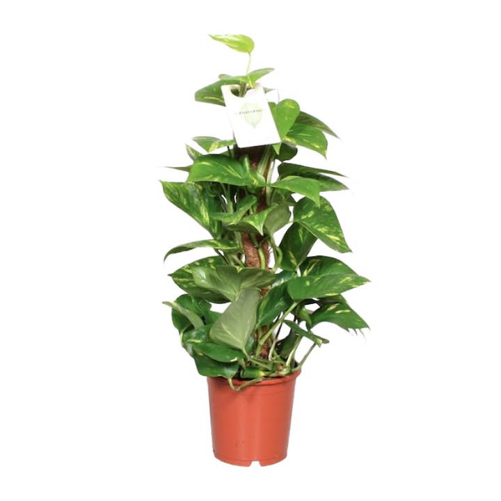 Epipremnum Aureum – Ø15cm – ↕60cm – Nem stueplante med luftrensende egenskaber – Hjerteformet løv – Til stue kontor soveværelse – Robust djævleklatrer til indirekte lys for engroshandel hos Oasis of Life