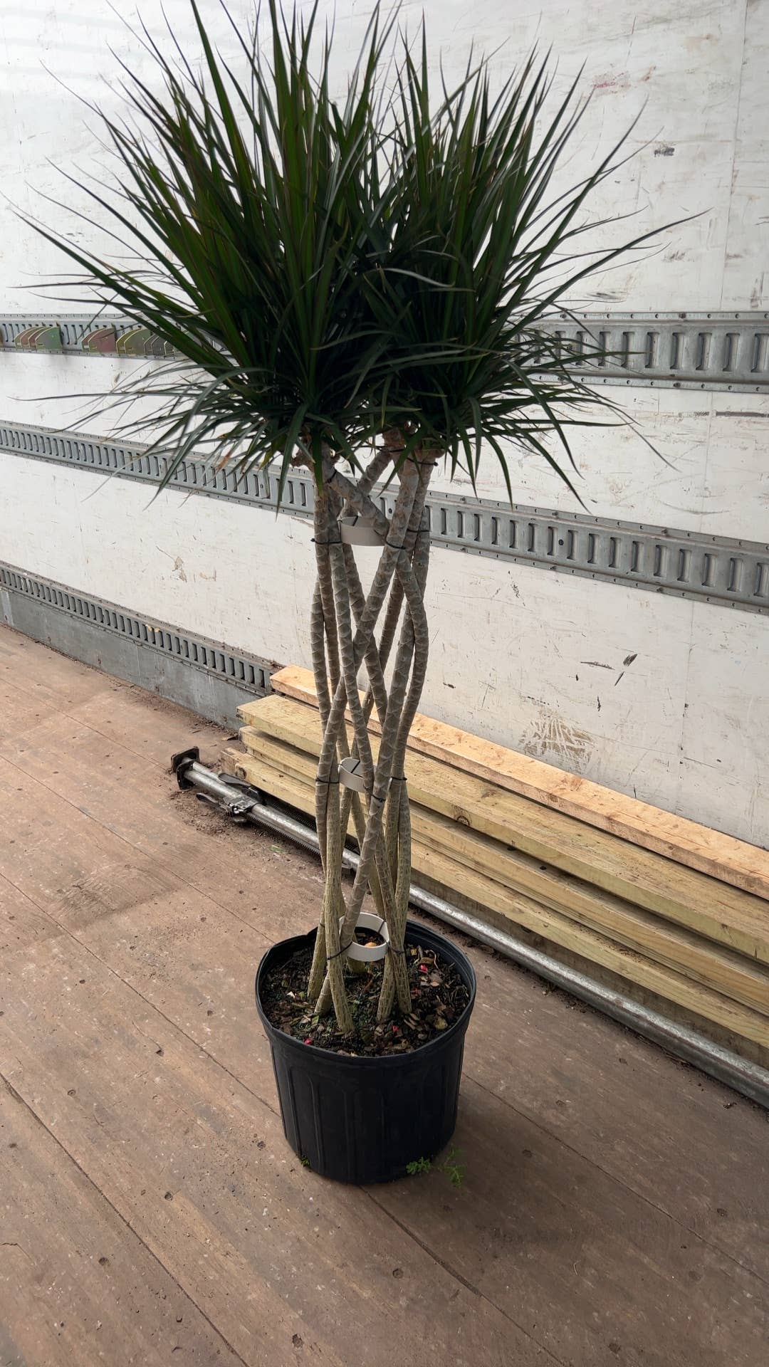 Triad Plants - Vente Plante - Tresse à tissage ouvert Dracaena Marginata, 14 po0