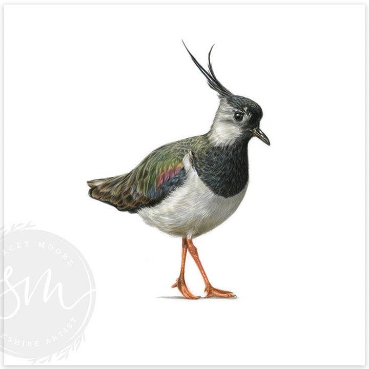 Lapwing for wholesale by Stacey Moore Ltd