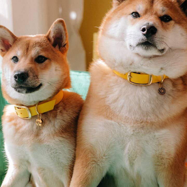 Oscar & co - Wholesale Pet Collar - Dog - Yellow waterproof Biothane dog collar