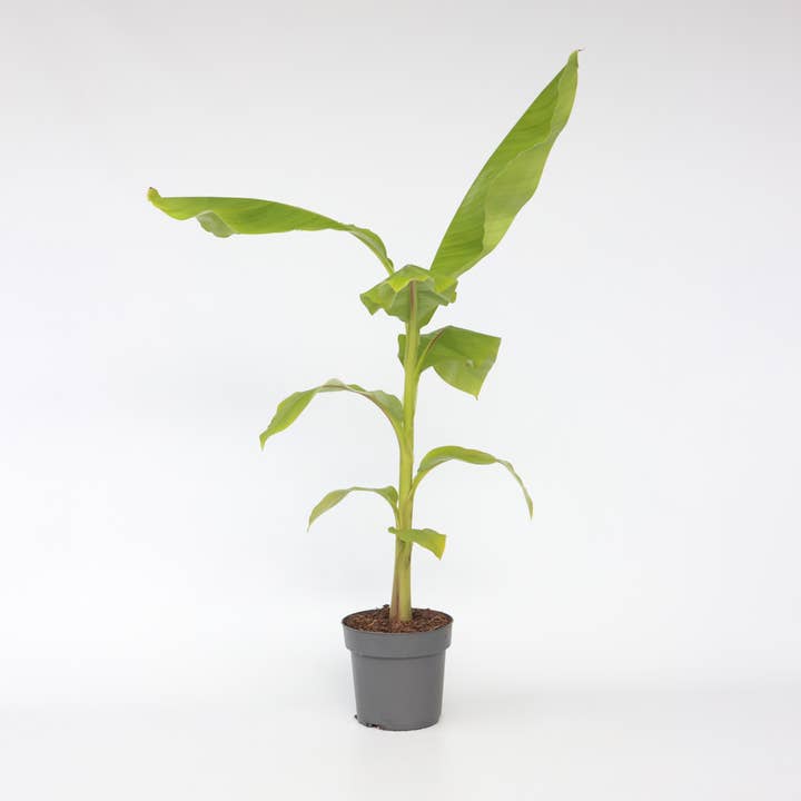 Oasis of Life - Wholesale Live Plant - Banana plant Musa basjoo – Height 55-70cm – Ø21cm – Hardy garden banana for bed, terrace & pot – Fast-growing tropical ornamental plant with large green leaves6