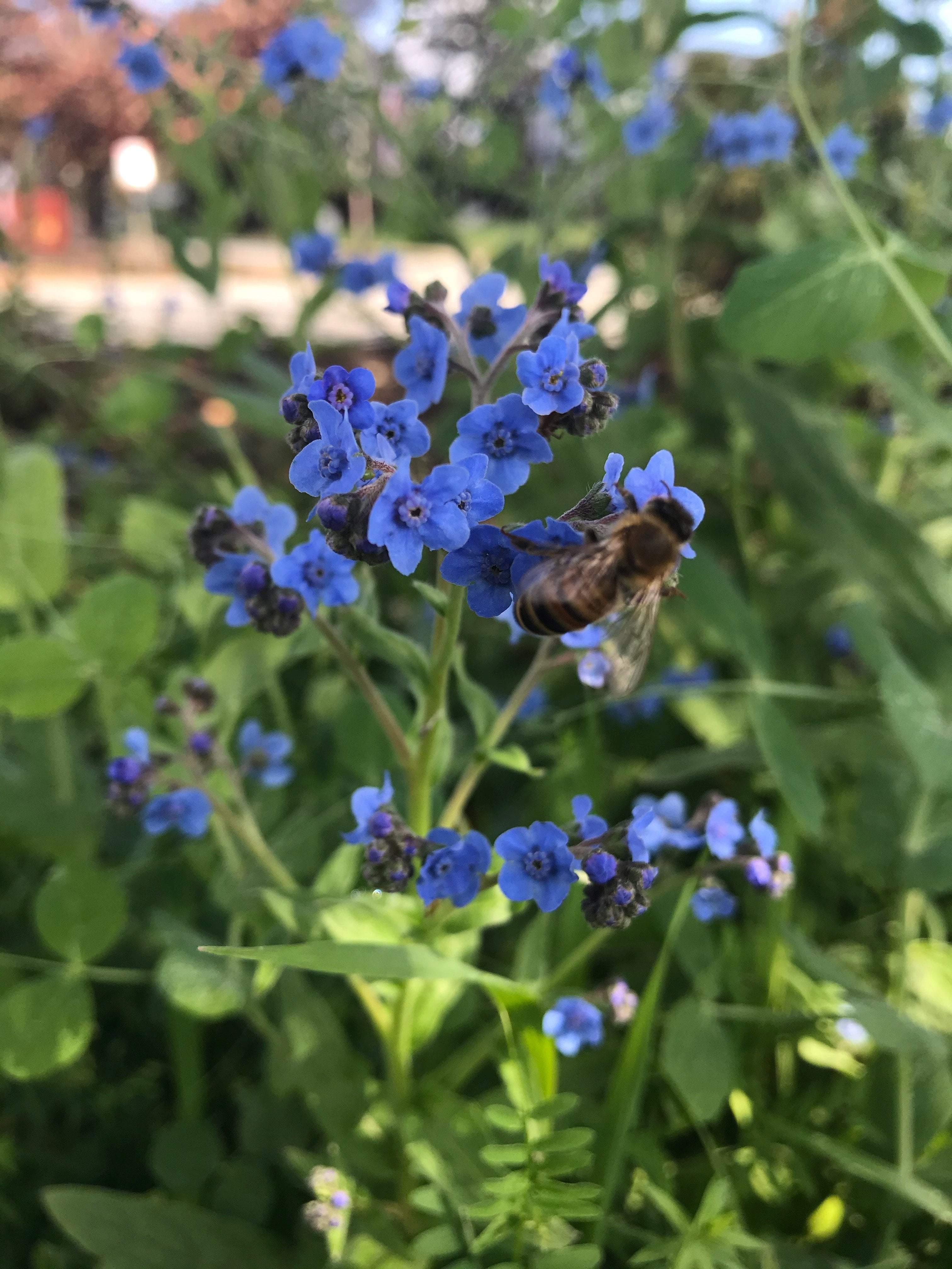 Sow True Seed - Wholesale Plant Seeds - Forget-me-not Seeds2