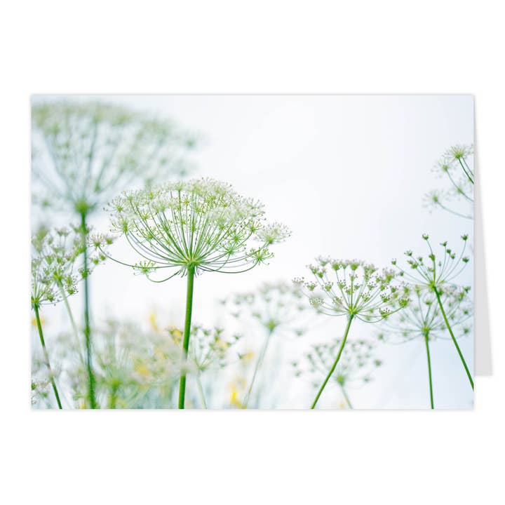 Tarjeta plegable midi "Flores de eneldo" para venta al por mayor de paruspaper. nutzfeine papeterie