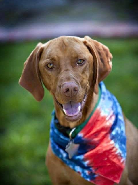 Tie Dye Patriotic Pet Bandana for wholesale by Shanna's Tie Dye
