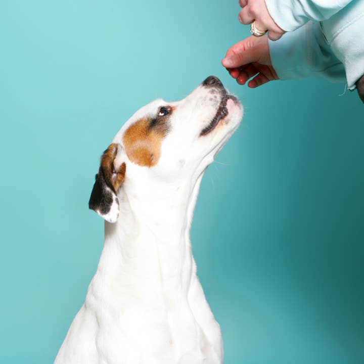 Gâteries pour chiens moules vertes (tout naturel) pour la vente par La Barkeria