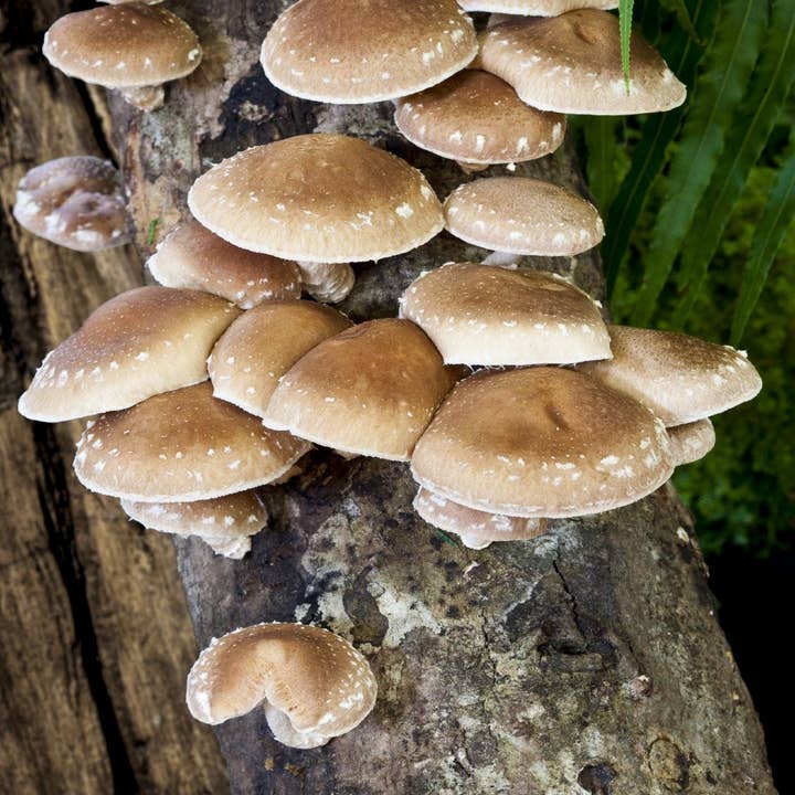 Daydream Organics | Prairie Doctor Brand - Wholesale Tincture - Shiitake Mushroom Tincture (Double Extracted)
