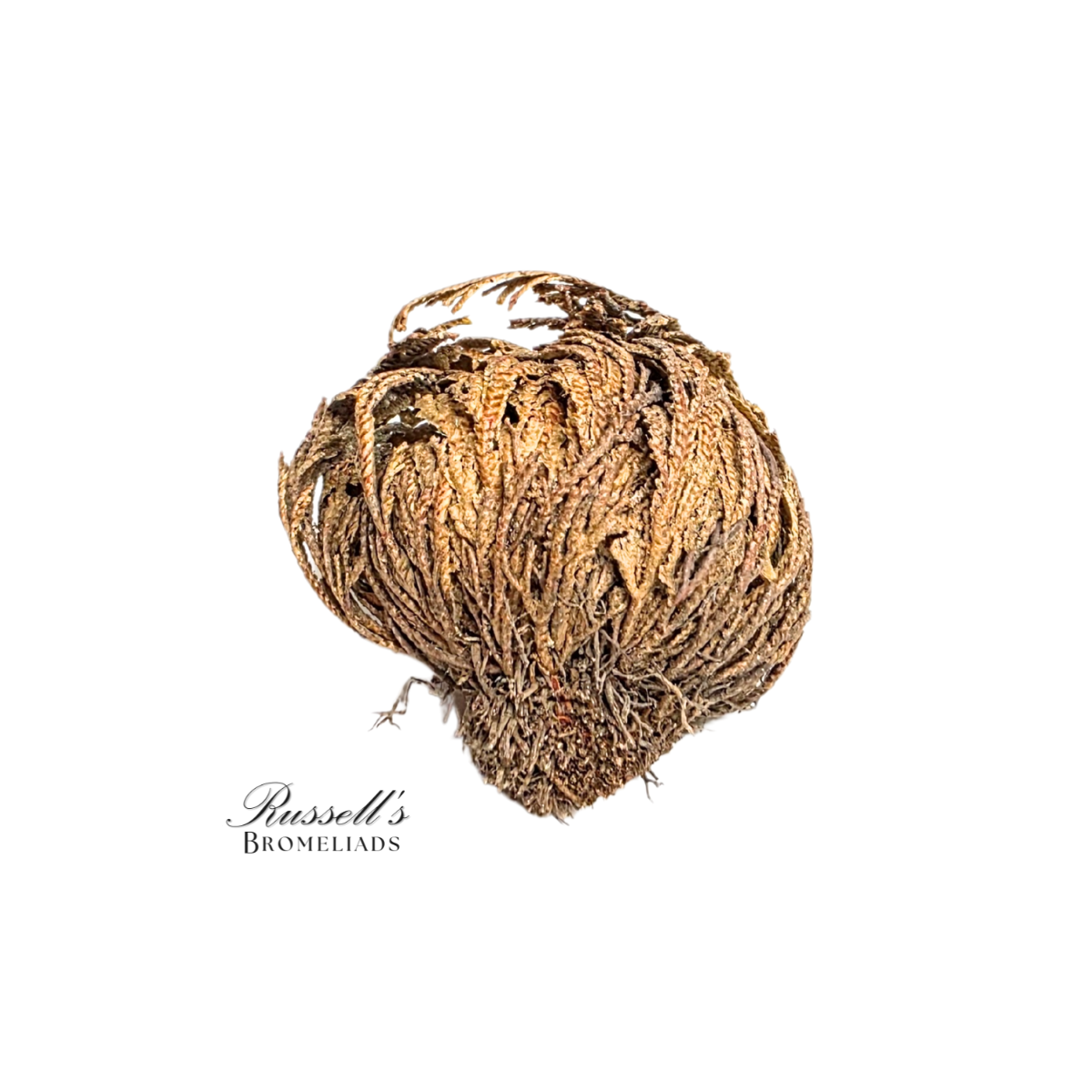 Russell's Bromeliads - Wholesale Live Plant - Resurrection Plant Set in Display Case - Half Pack1