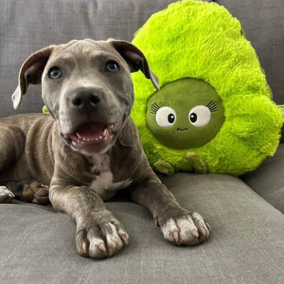 Pals For Paws - Wholesale Pet plush toy – Dog - Pals for paws™Avocado Plush Dog Toy - 100% recycled Material2