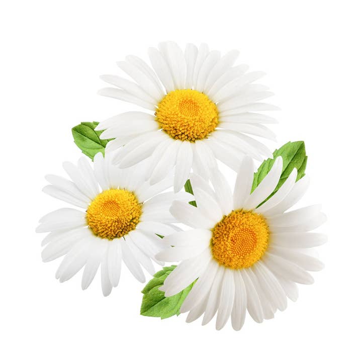 Chamomile, Roman 10% for wholesale by Healing Hollow