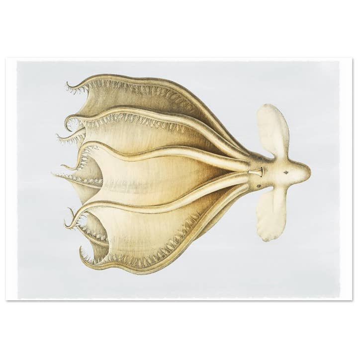 Marint liv för wholesale av Maison de Paloma