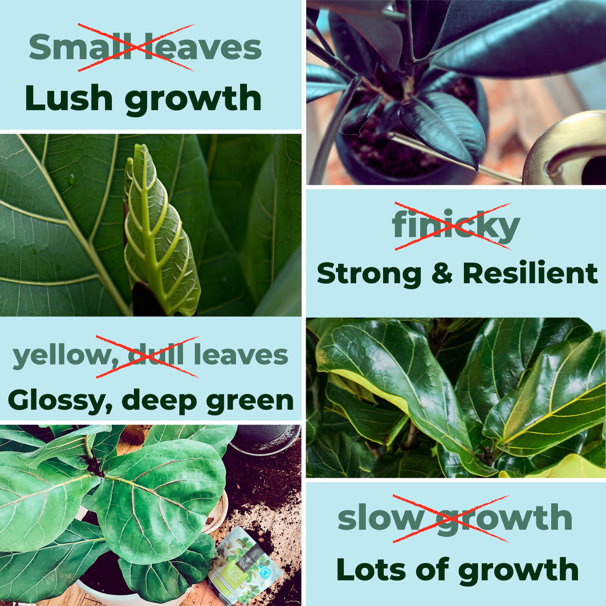 Bless Your Soil - Wholesale Fertilizer - Fiddle Leaf Treats®4