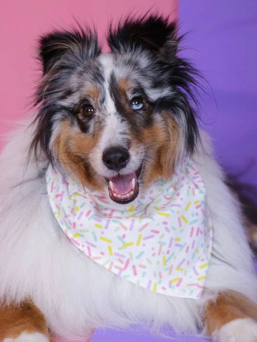 Sprinkles Dog Bandana for wholesale by Fox Named Todd