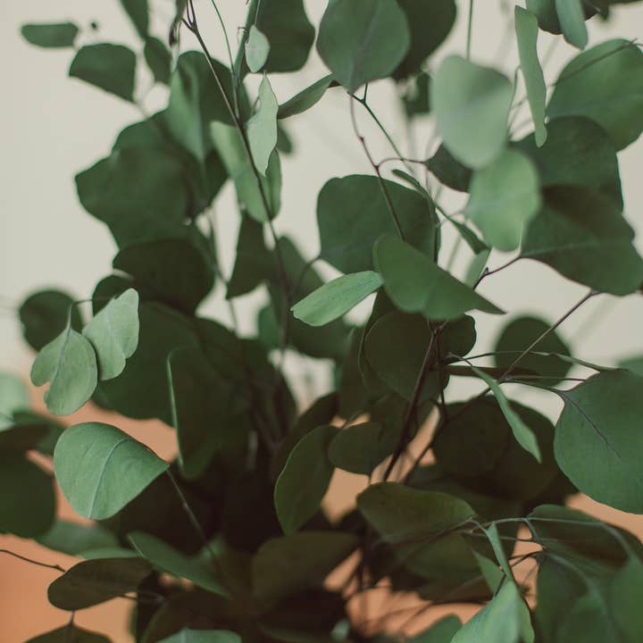 Eucalypt Co. - Wholesale Artificial Plant - Green Silver Dollar Eucalyptus Bundle