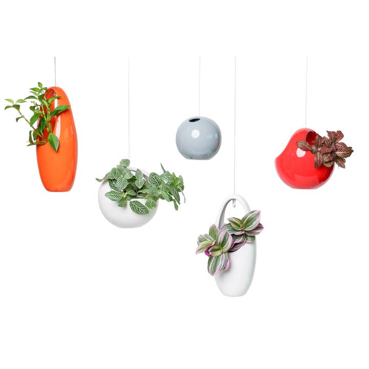 Suspension pour plantes grasses pour la vente par Chive Canada