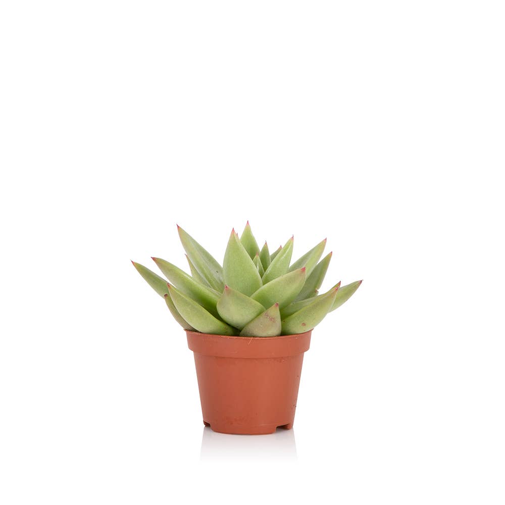The Little Botanical – wholesale Succulent – Miranda4
