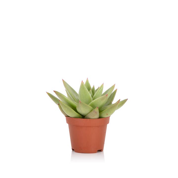 The Little Botanical – wholesale Succulent – Miranda4