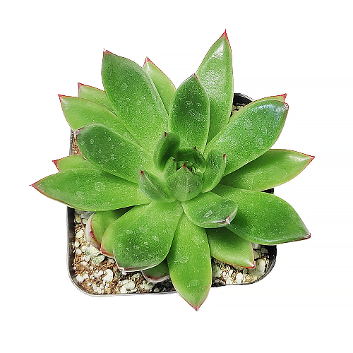 Best Plant Friend - Wholesale Succulent - Echeveria Agavoides Christmas  Live Succulent in 2in/4in Pot6