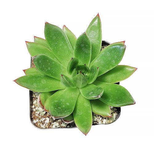 Best Plant Friend - Wholesale Succulent - Echeveria Agavoides Christmas Live Succulent in 2in/4in Pot6