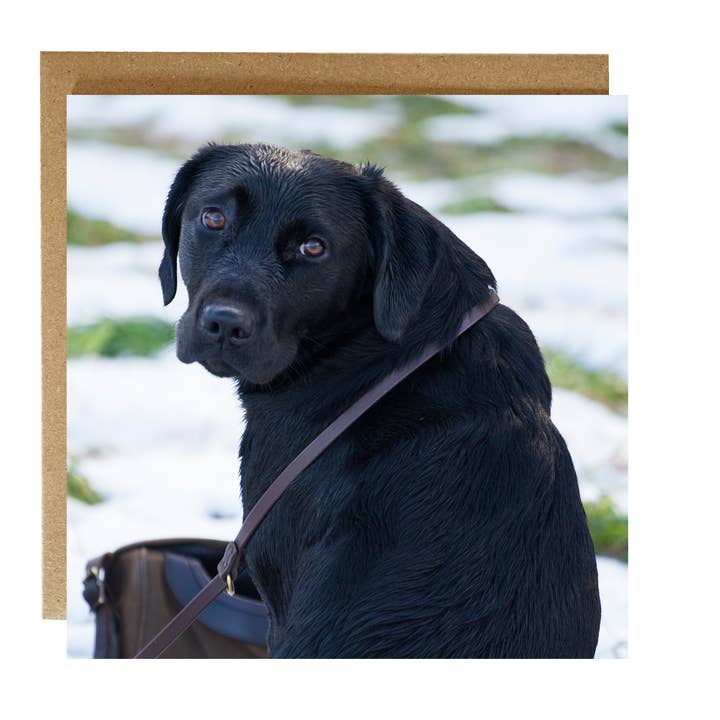 Black Lab Greeting Card - dog greeting card for wholesale by Alex Sharp