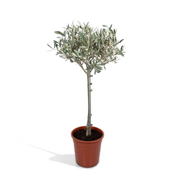 Oasis of Life – wholesale Live plant – Olive tree Olea europaea – Mediterranean indoor & terrace plant – Height approx. 90cm – Ø19cm – Evergreen & decorative – Robust & easy to care for0