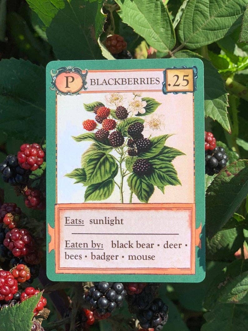 Montrose Biology - Wholesale Card Game - Ecologies Card Game6