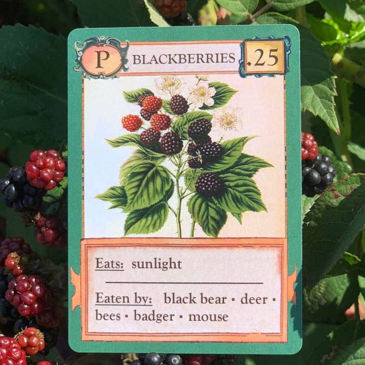 Montrose Biology - Wholesale Card Game - Ecologies Card Game6