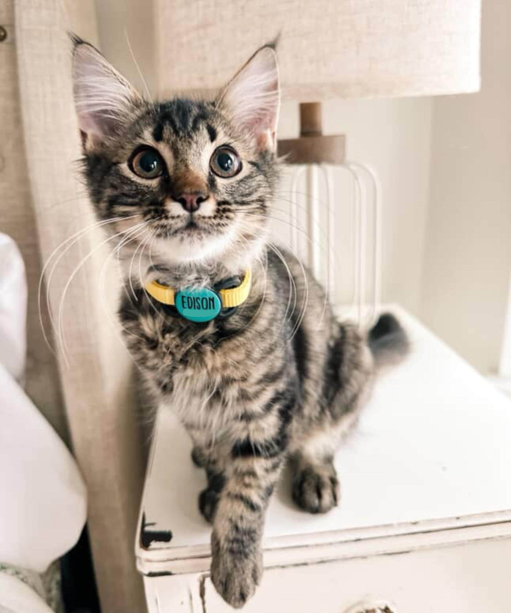 Besties Pets - Wholesale Pet Identification Tag - Cat/Dog - Slim Slide-On Silicone Pet ID Tag | Classic Name3