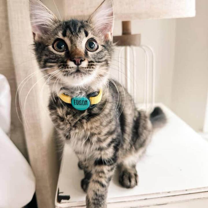 Besties Pets - Wholesale Pet Identification Tag - Cat/Dog - Slim Slide-On Silicone Pet ID Tag | Classic Name3