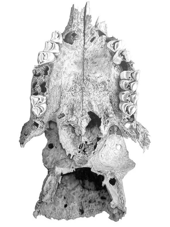 Ghost #1 (Giclée-Druck) für den Großhandel von HoneyHedge Craft LLC